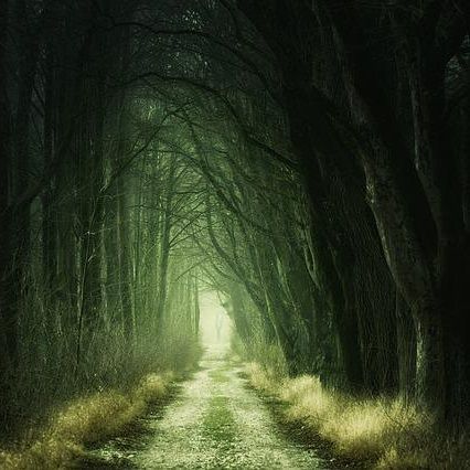 enchanted forest